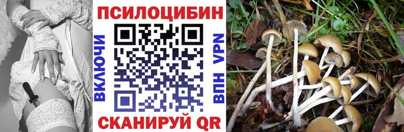 Псилоцибиновые грибы Psilocybe  Строитель 